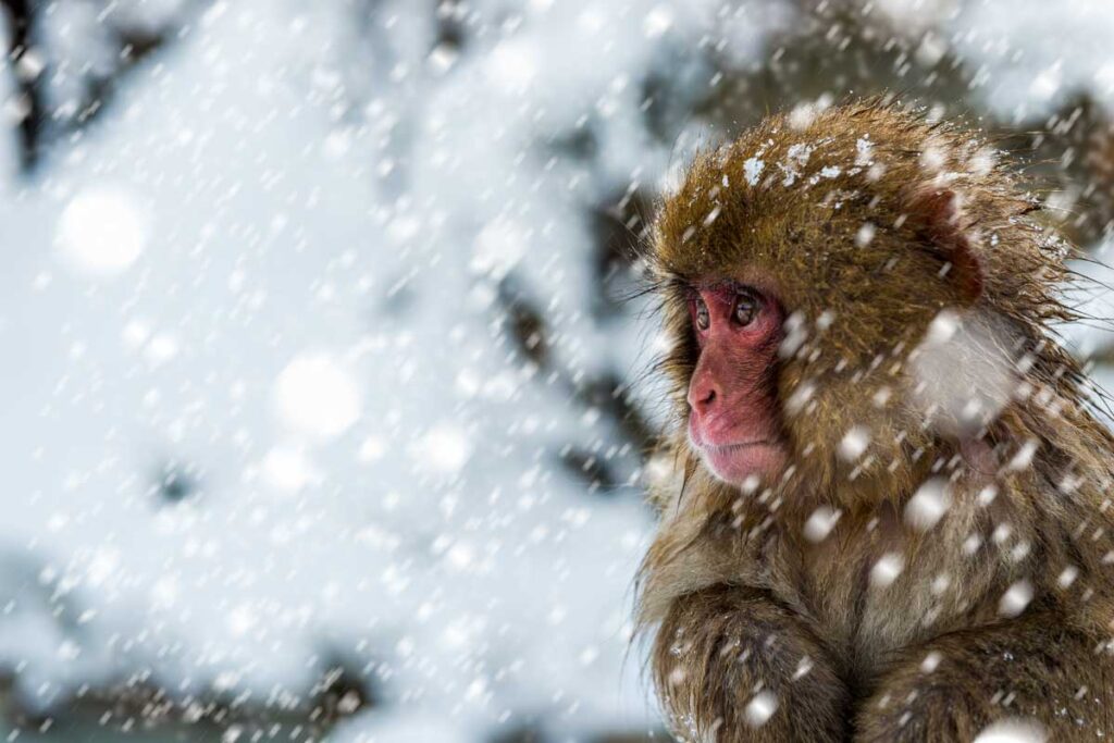 A baby snow monkey in the snow on a snow monkley tour Japan