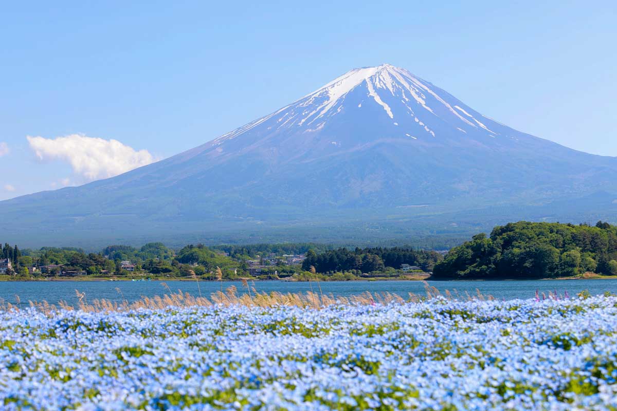Mt Fuji seen from oishi park Japan