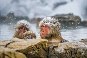Two snow monkeys on a snow monkey tour in Japan