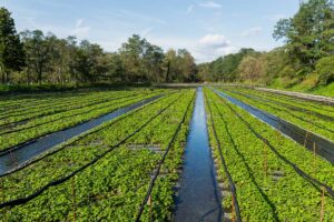 Wasabi field on a tour in Nagano Japan