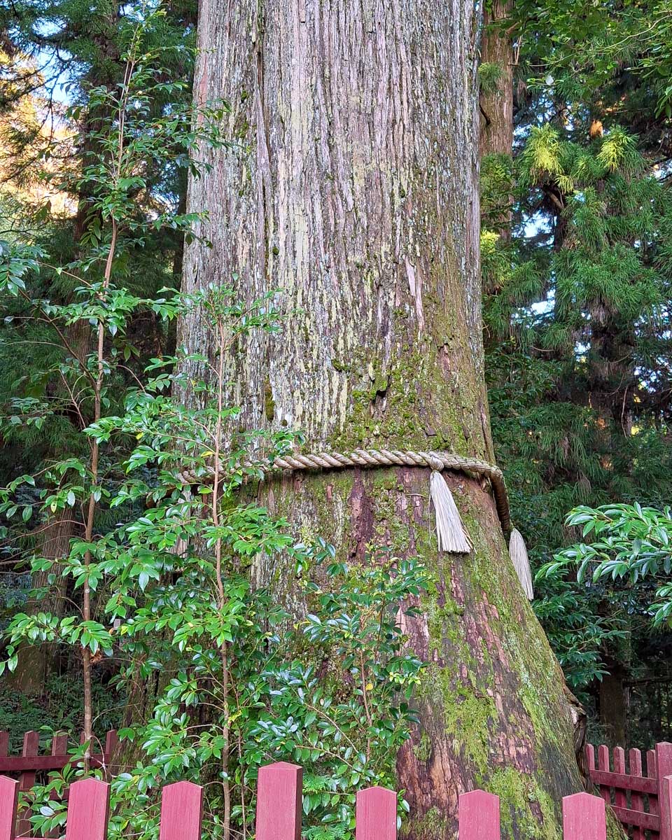 A tree at a shrine seen on a tour in Japan