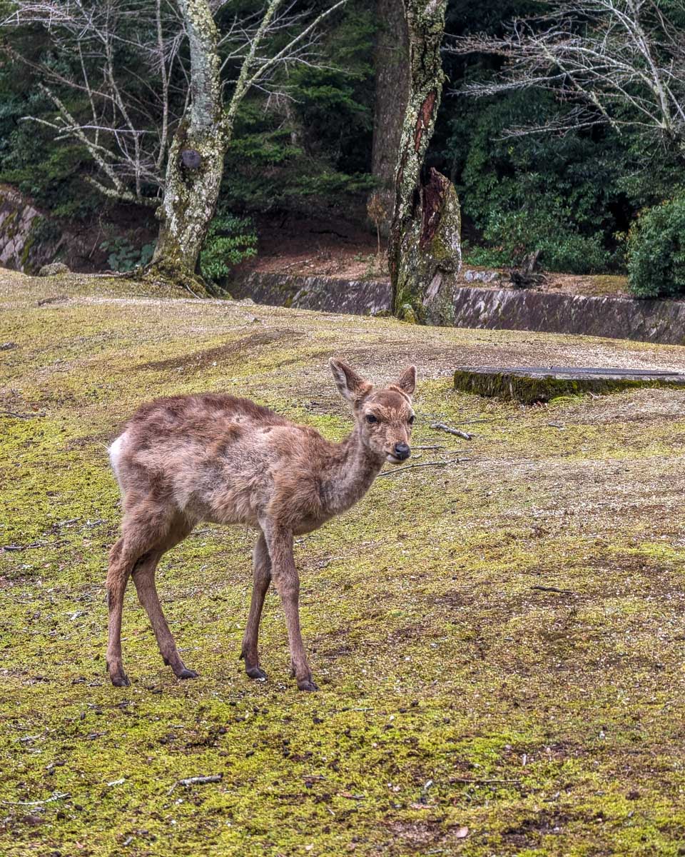 A deer in Miyajima Japan