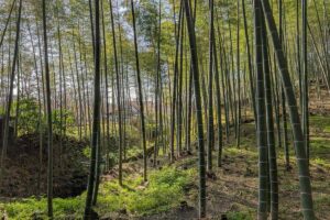 Visiting the Arashiyama Bamboo Grove in Kyoto Japan