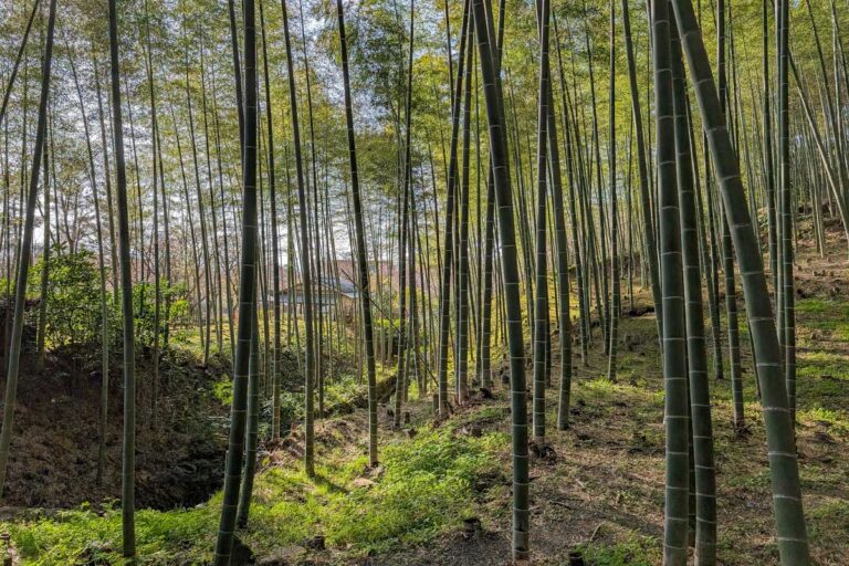 Visiting the Arashiyama Bamboo Grove in Kyoto Japan
