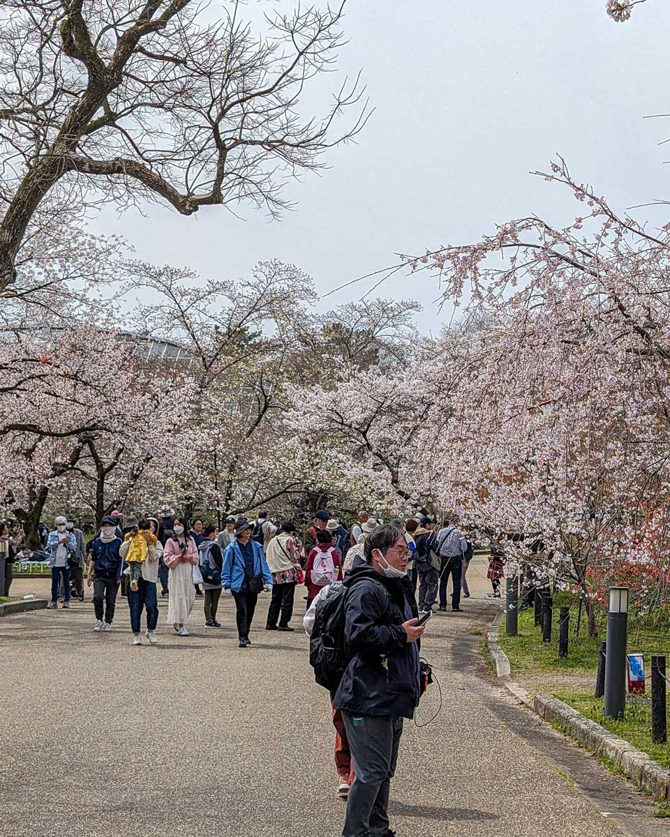 Maruyama Park in Kyoto Japan