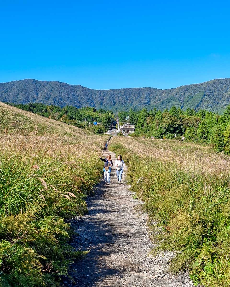 Pampas Grass Fields near Hakone Japan