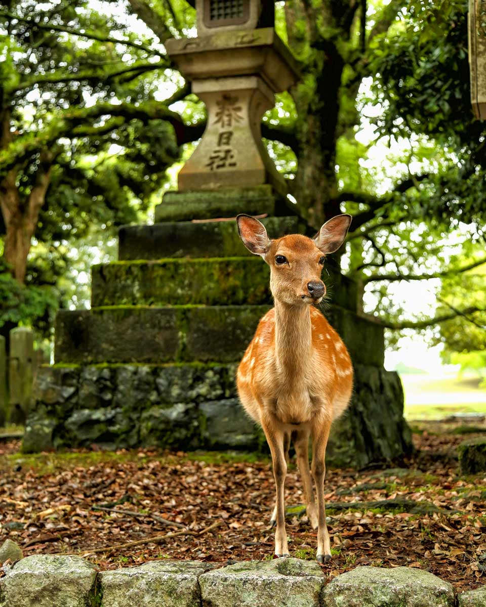 A baby deer standing in Nara Park Japan