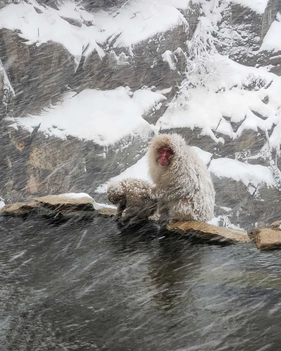 A-snow-monkey-sitting-in-a-hot-spring-near Yamanouchi and Nagano Japan