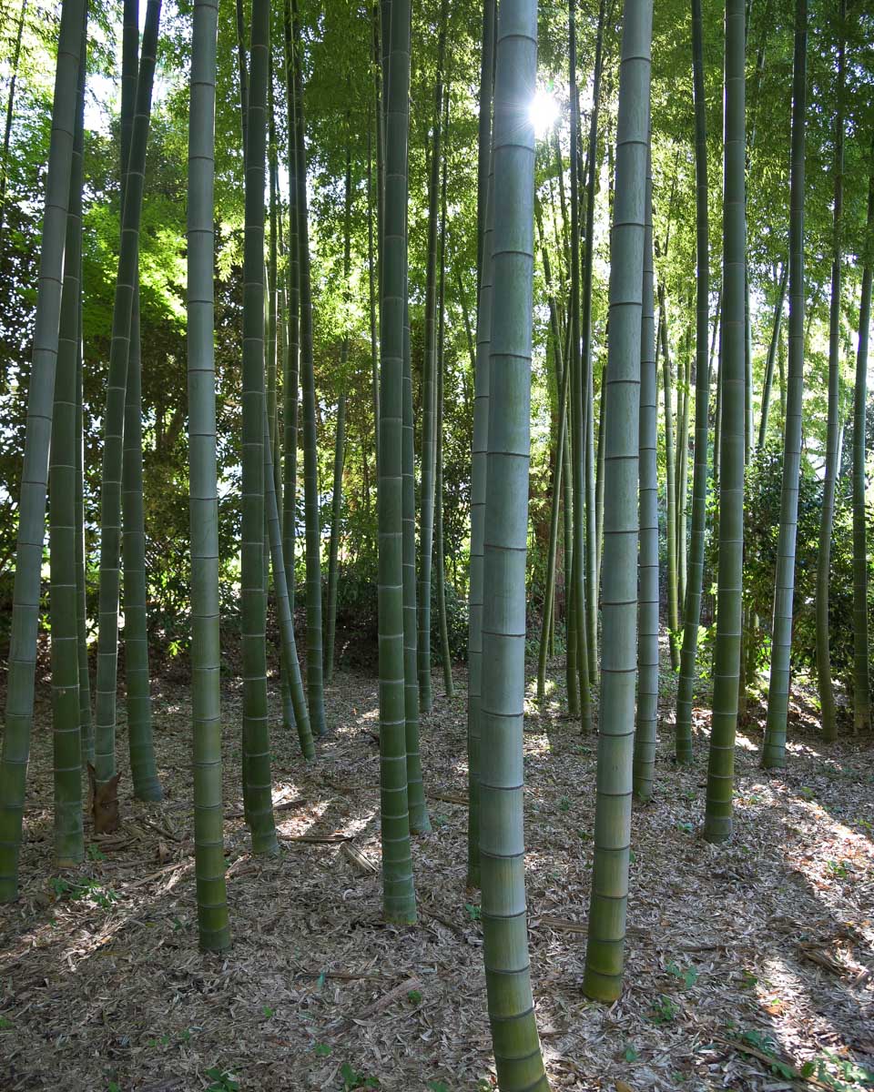 Bamboo grows in Shinjuku Central Park Tokyo Japan