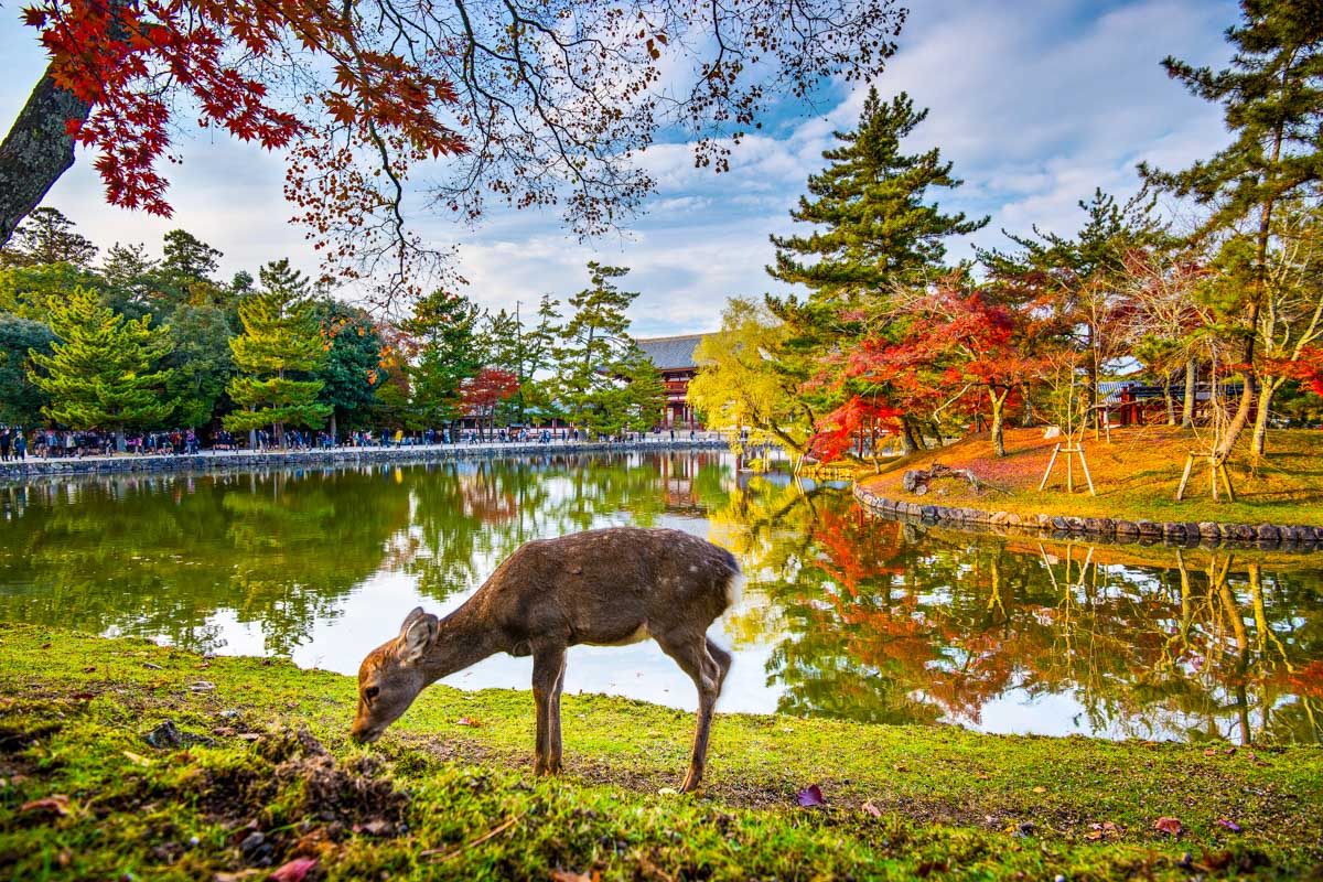 A baby deer seen in Nara Japan