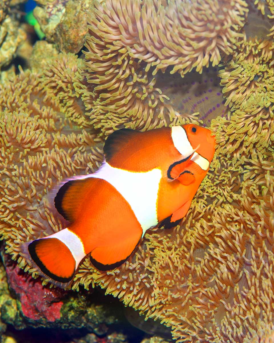 A clown fish seen while snorkeling aorund Miyakojima on a tour from Okinawa Japan