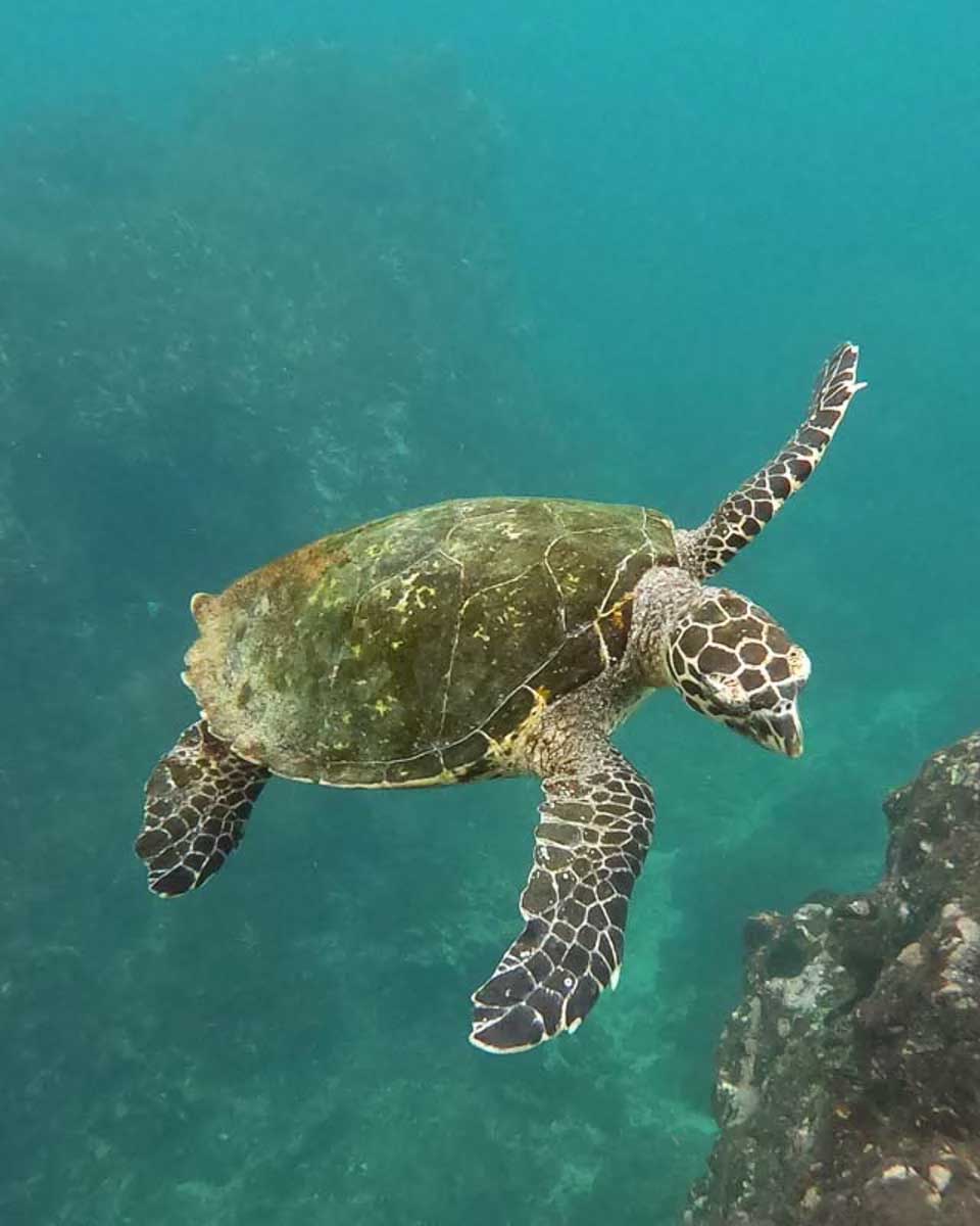 A-sea-turtle-while-snorkelling-in Okinawa Japan