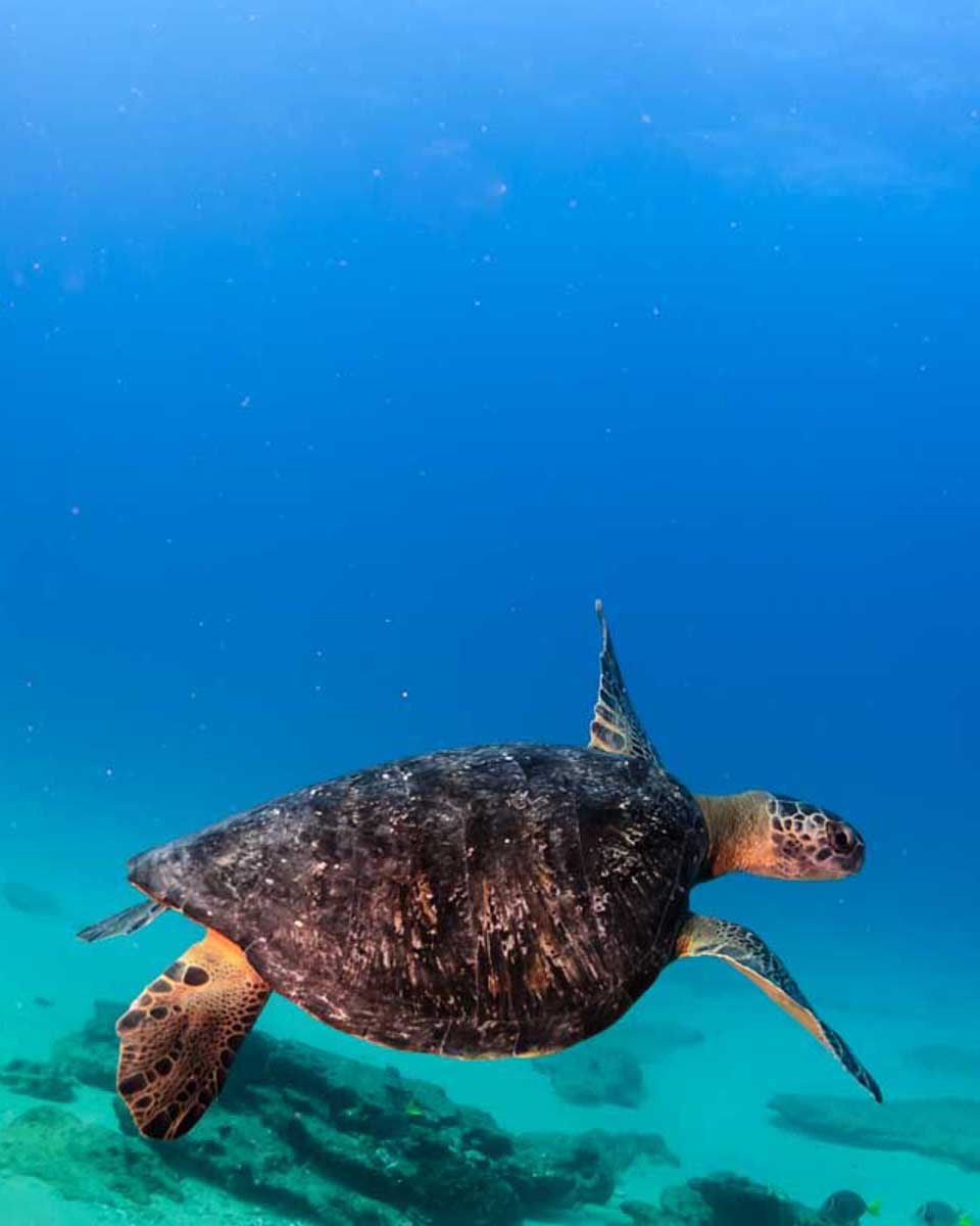 A-turtle-swims-past-while-taking a tour of Miyakojima from Okinawa Japan