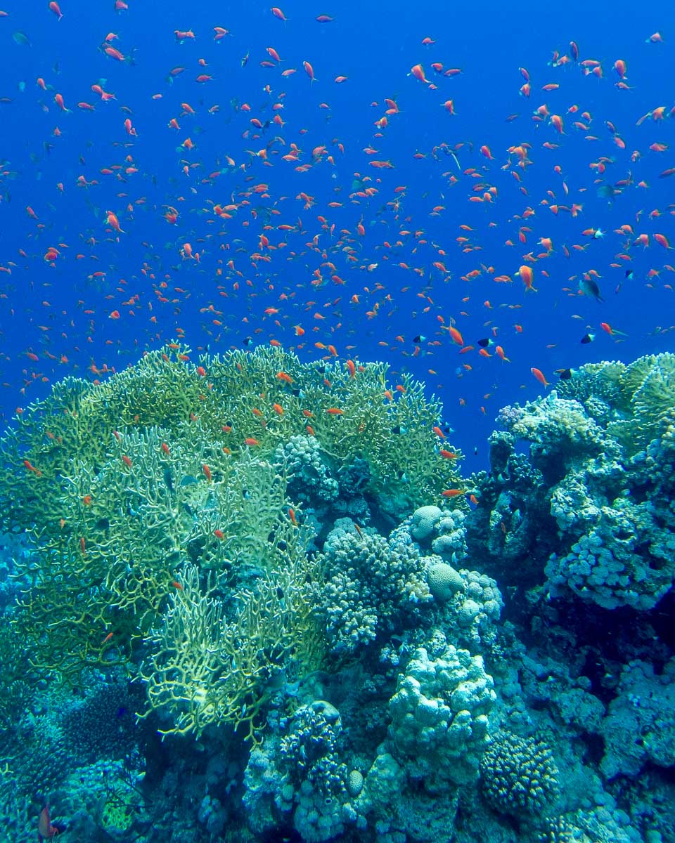 Fish-seen-in-the-coral-on-a-in-Okinawa-Japan