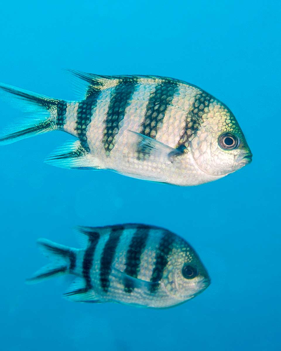 Fish seen on an intro scuba tour in Okinawa Japan