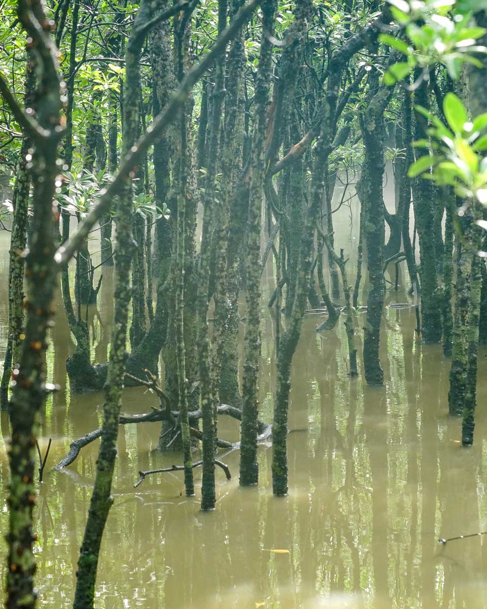 Iriomote’s mangroves seen on a tour from Okinawa Japan