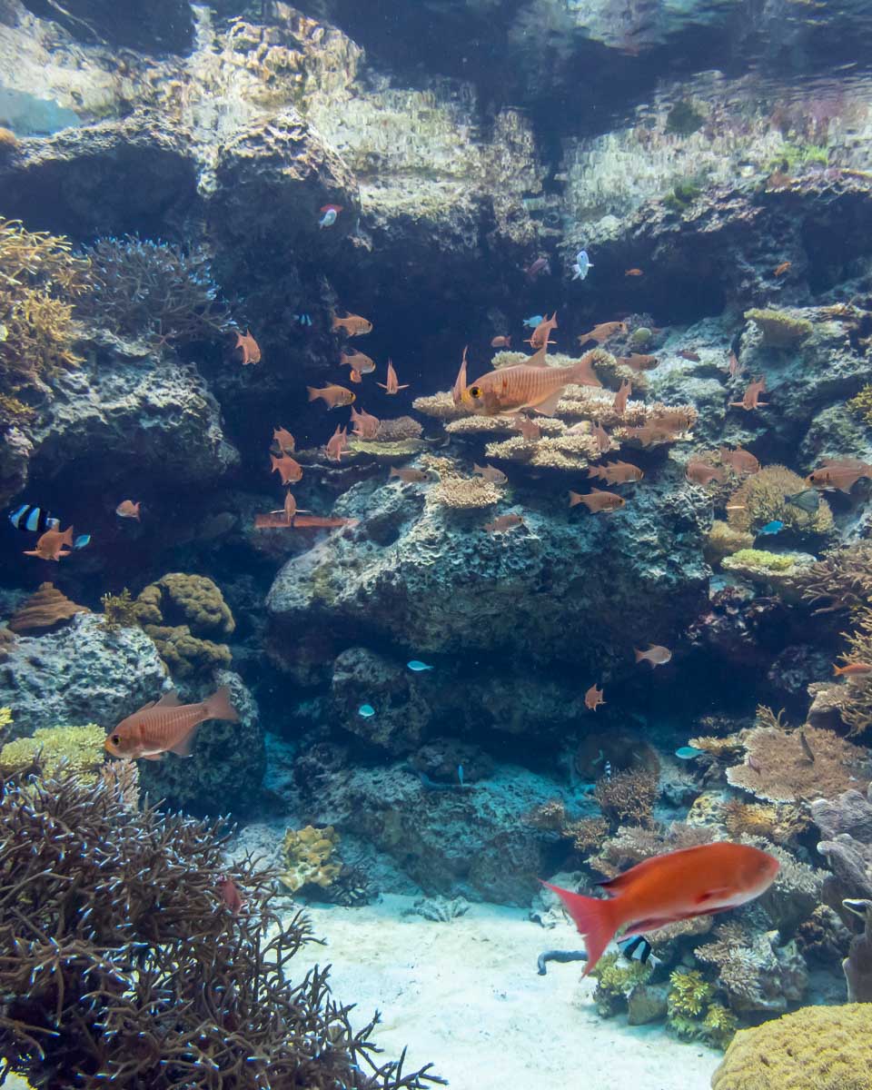 Okinawa Churaumi Aquarium in Okinawa Japan 2