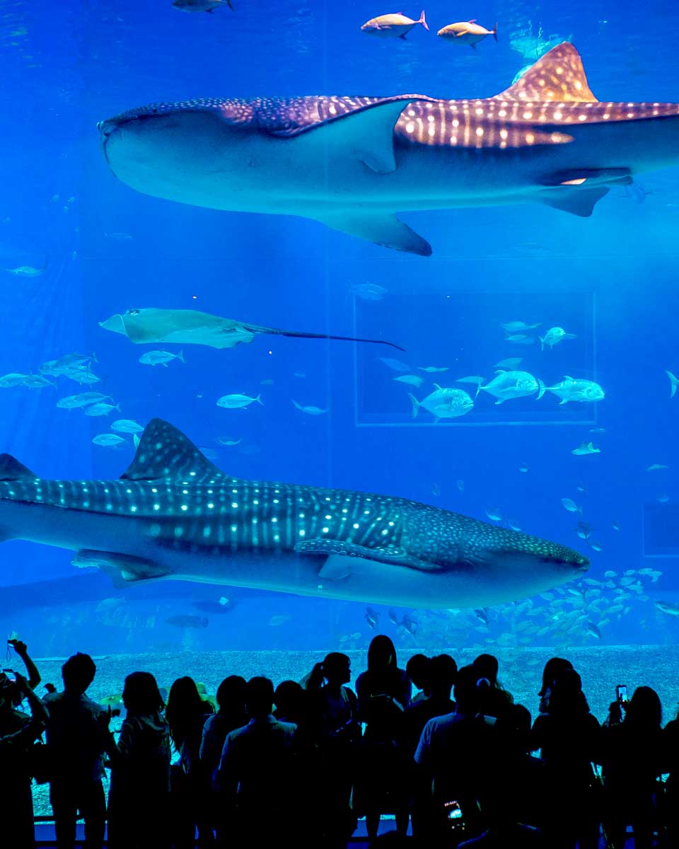 Okinawa Churaumi Aquarium in Okinawa Japan
