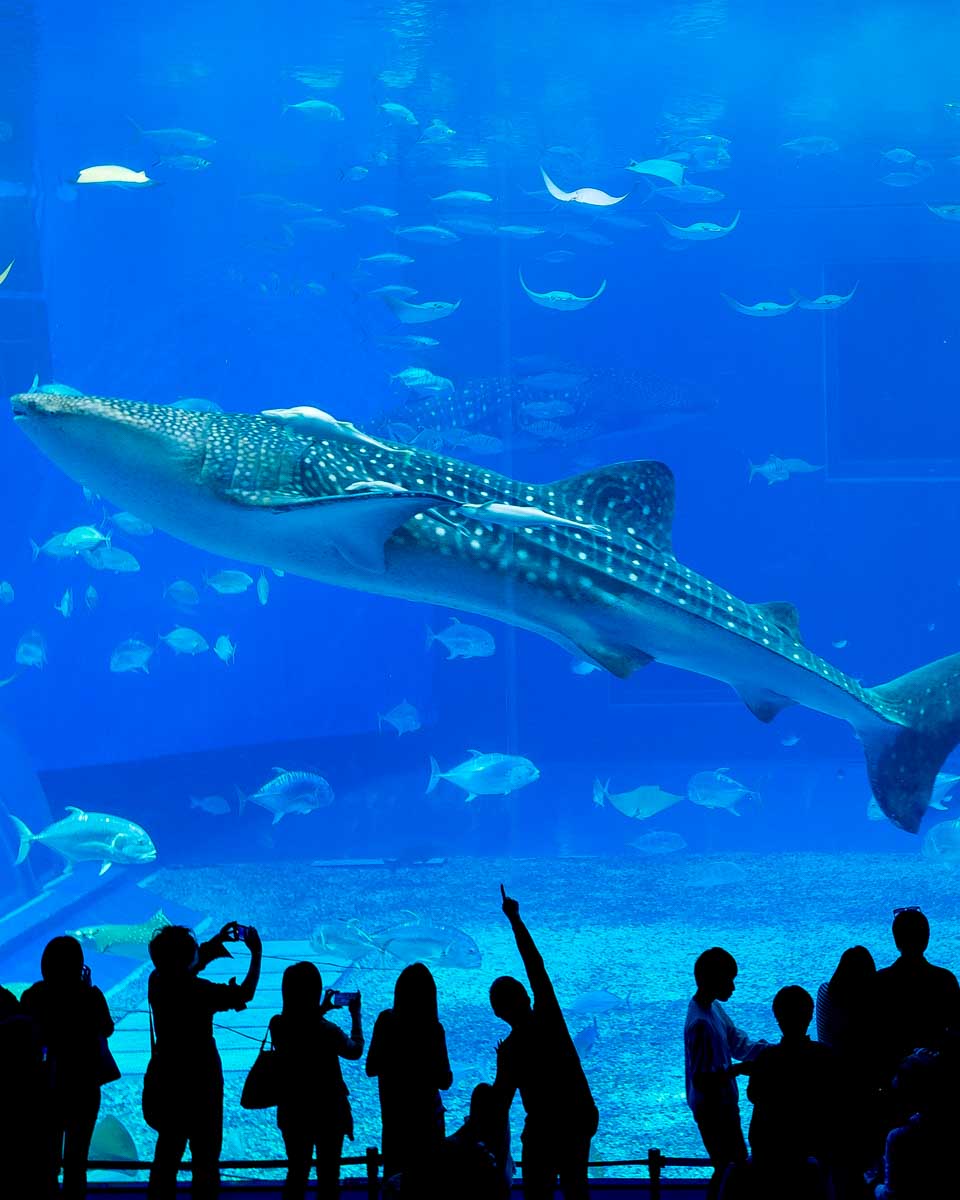 Whale Shark at Okinawa Churaumi Aquarium in Okinawa Japan 2