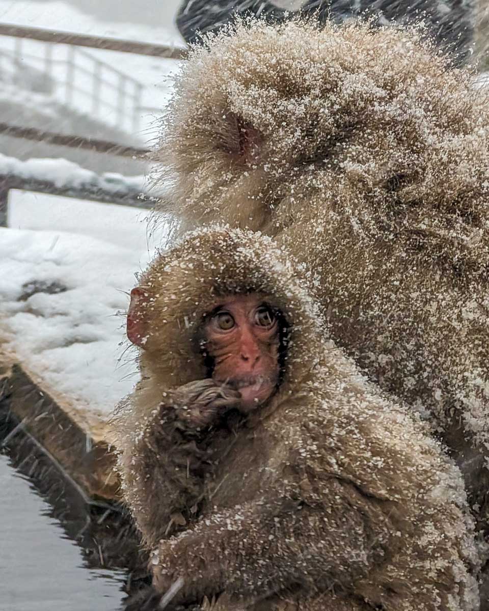A-baby-snow-monkey-with-its-parent-on-a-snow-monkey-tour-in-Nagano Japan-2