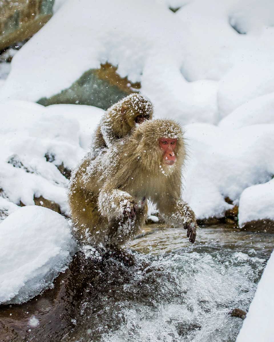 A-snow-monkey-carries-its-baby-on-a-snow-monkey-tour-from Nagano Japan