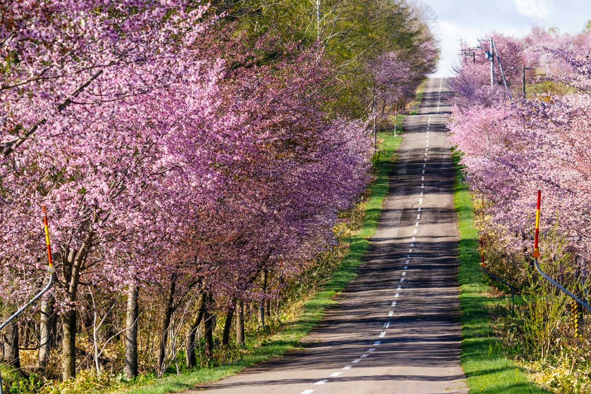 Cherry blossoms along the side of the road in spring hokkaido