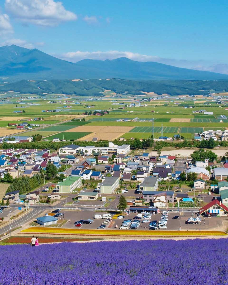 Lavender fields in Furano Japan