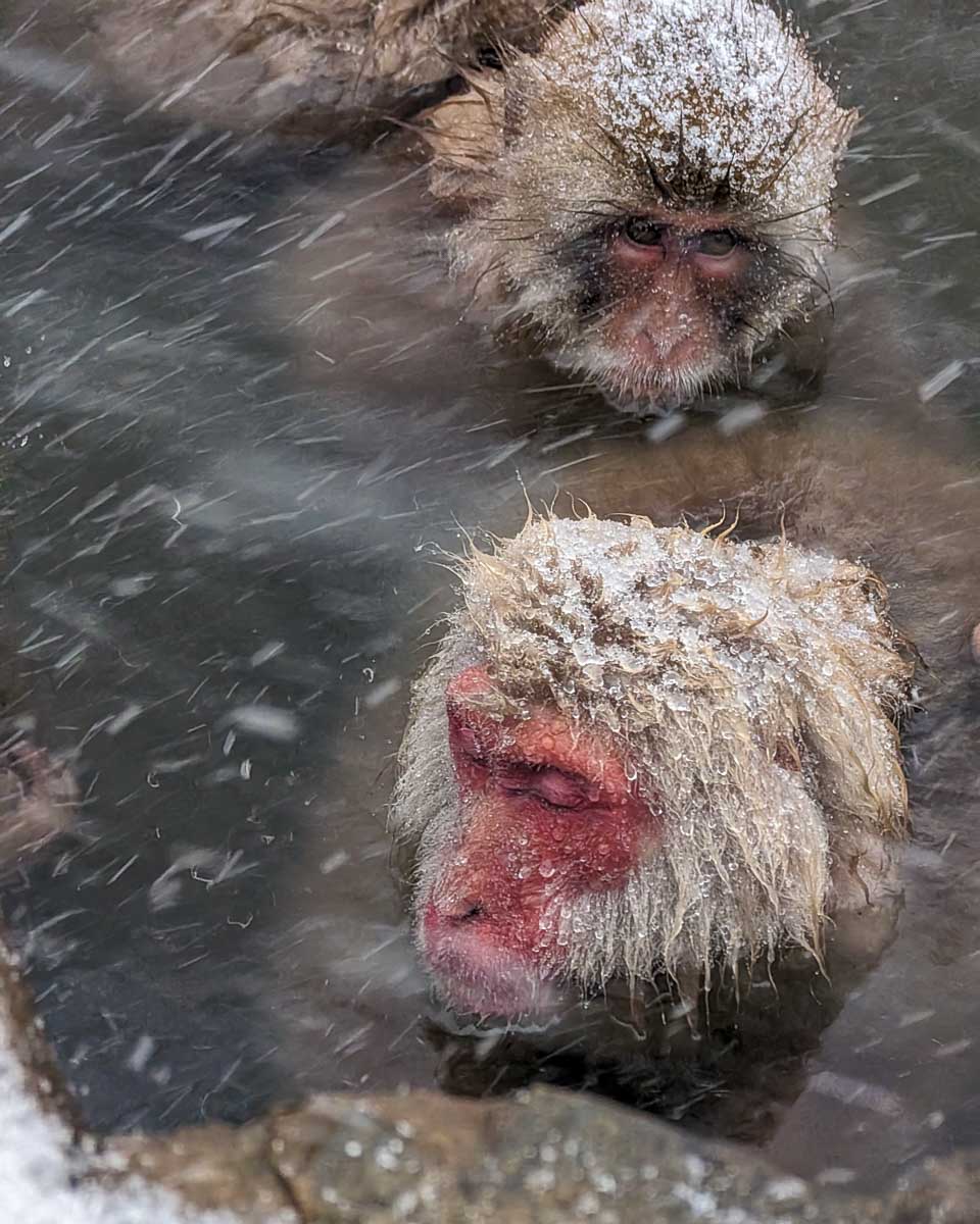 Snow monkeys at Jigokudani Monkey Park near Nagano Japan (1)