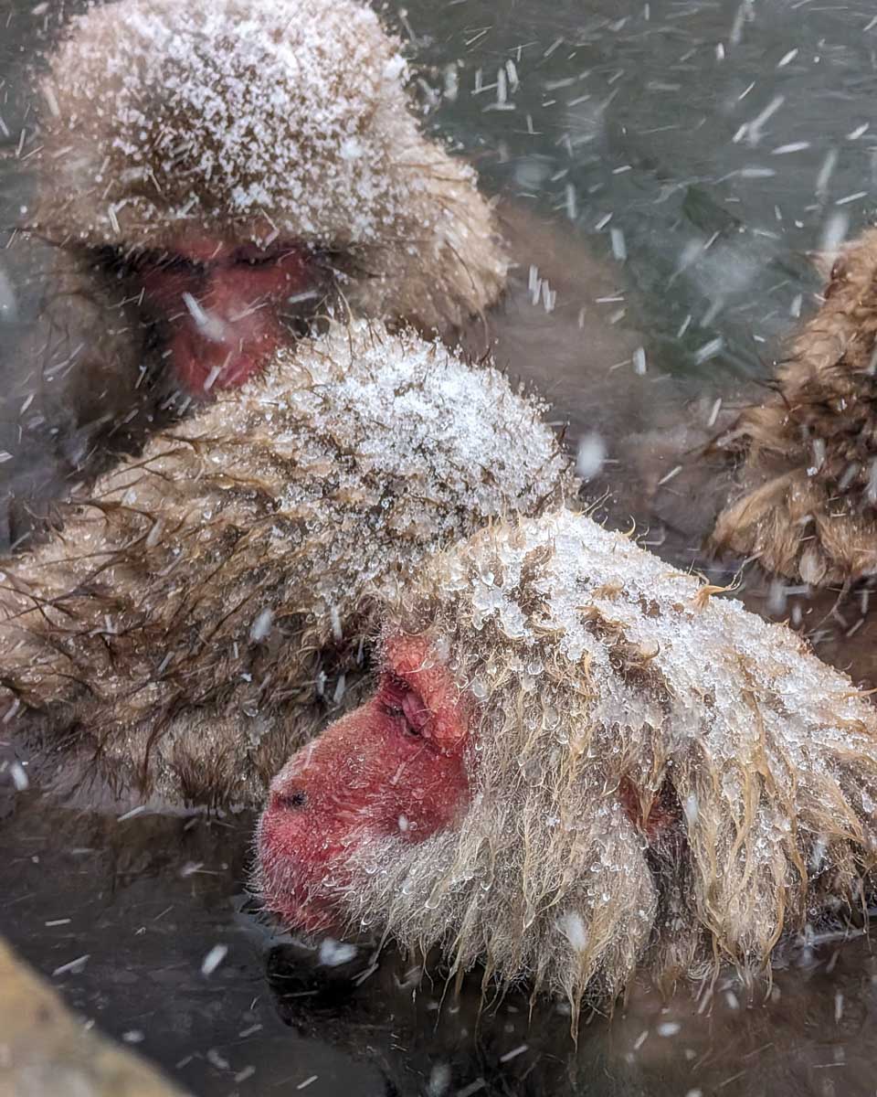 Snow monkeys at Jigokudani Monkey Park near Nagano Japan (2)