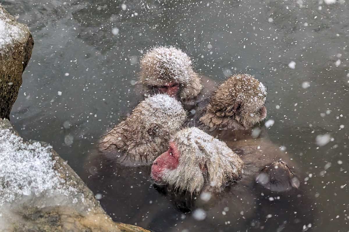 Snow monkeys at Jigokudani Monkey Park near Nagano Japan (3) 1