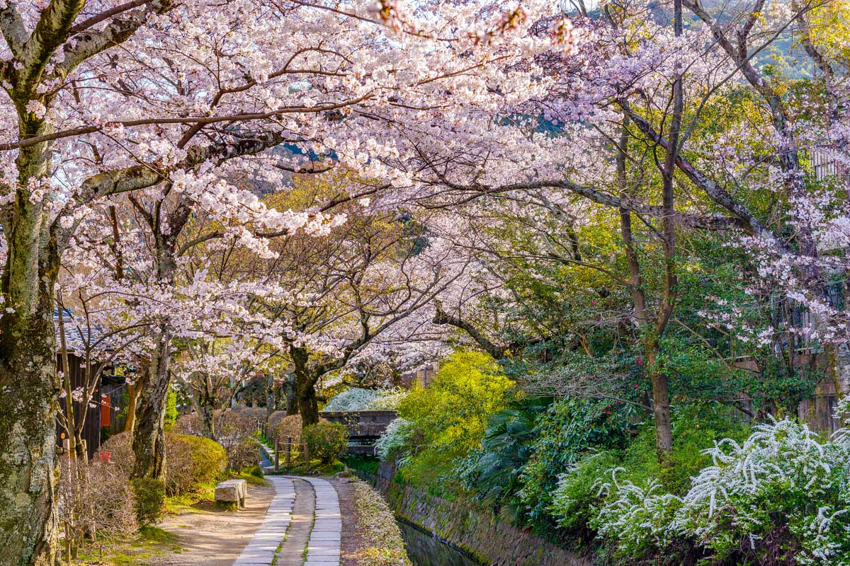 The Philosopher's Path in Kyoto Japan Spring