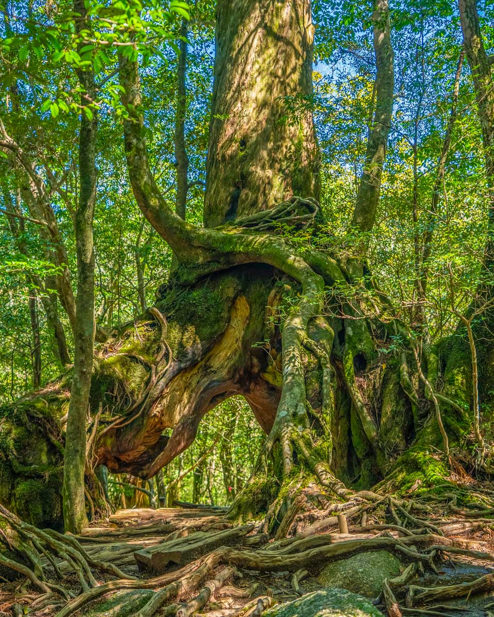 The forest in Yakushima Japan