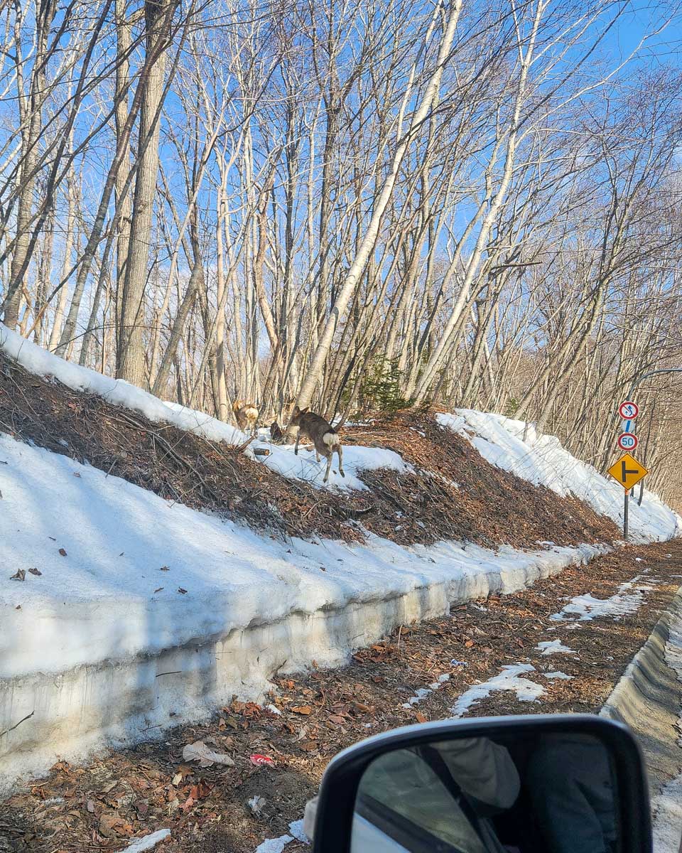 View from the car with snow in Japan (11)