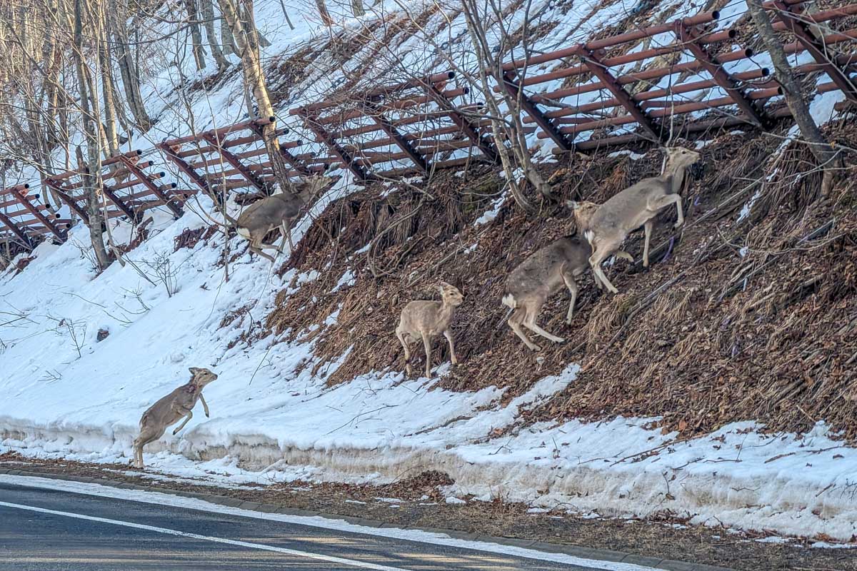View from the car with snow in Japan (18)