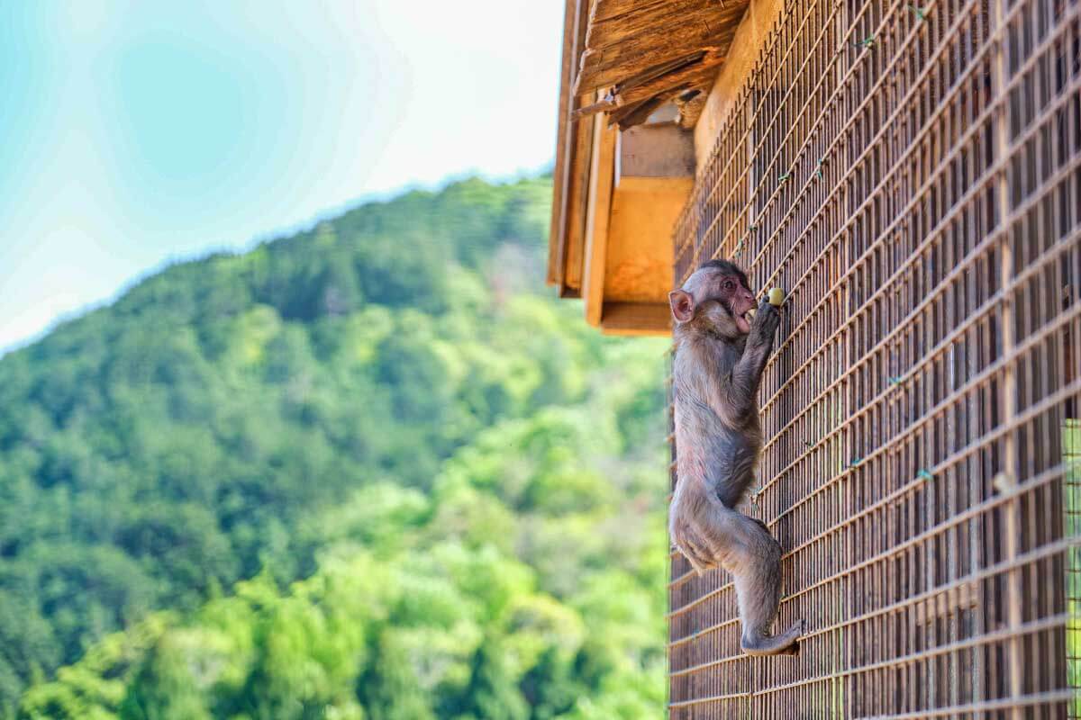 Young Japanese Macaque eating fruit at Arashiyama Monkey Park Kyoto Japan