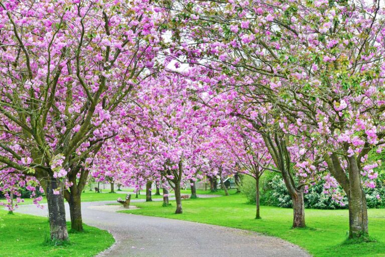 Cherry Blossom Pathway in Japan