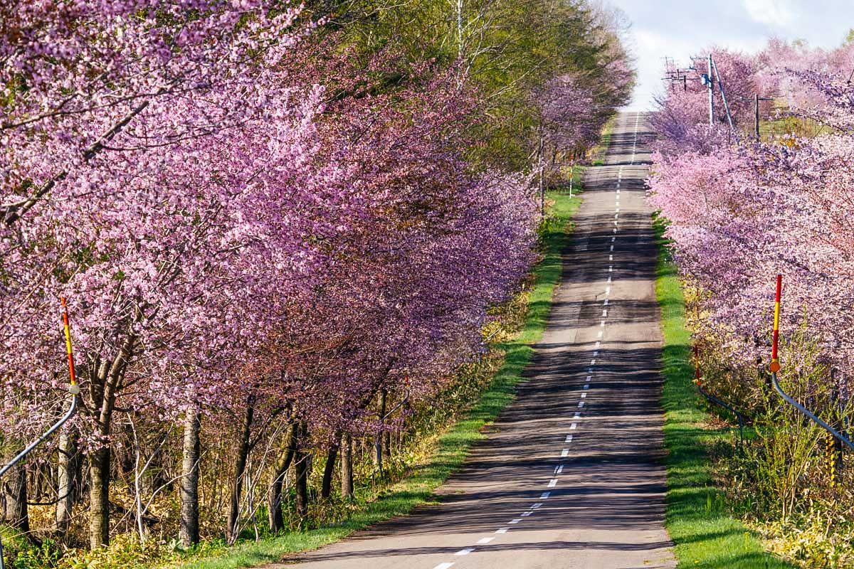 Cherry-blossoms-along-the-side-of-the-road-in-spring-hokkaido