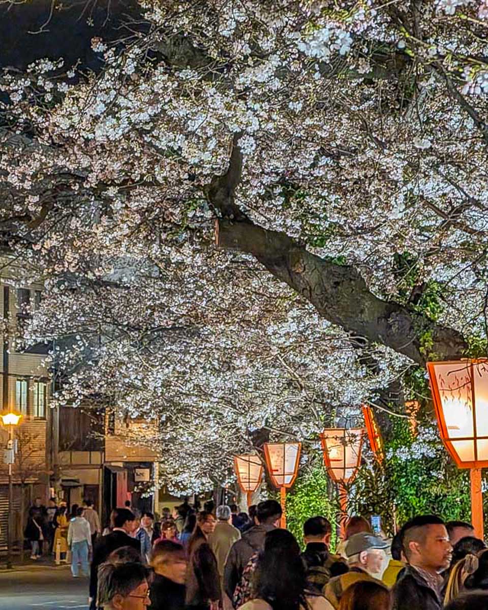 Cherry-blossoms-seen-at-night-in-Kyoto-Japan