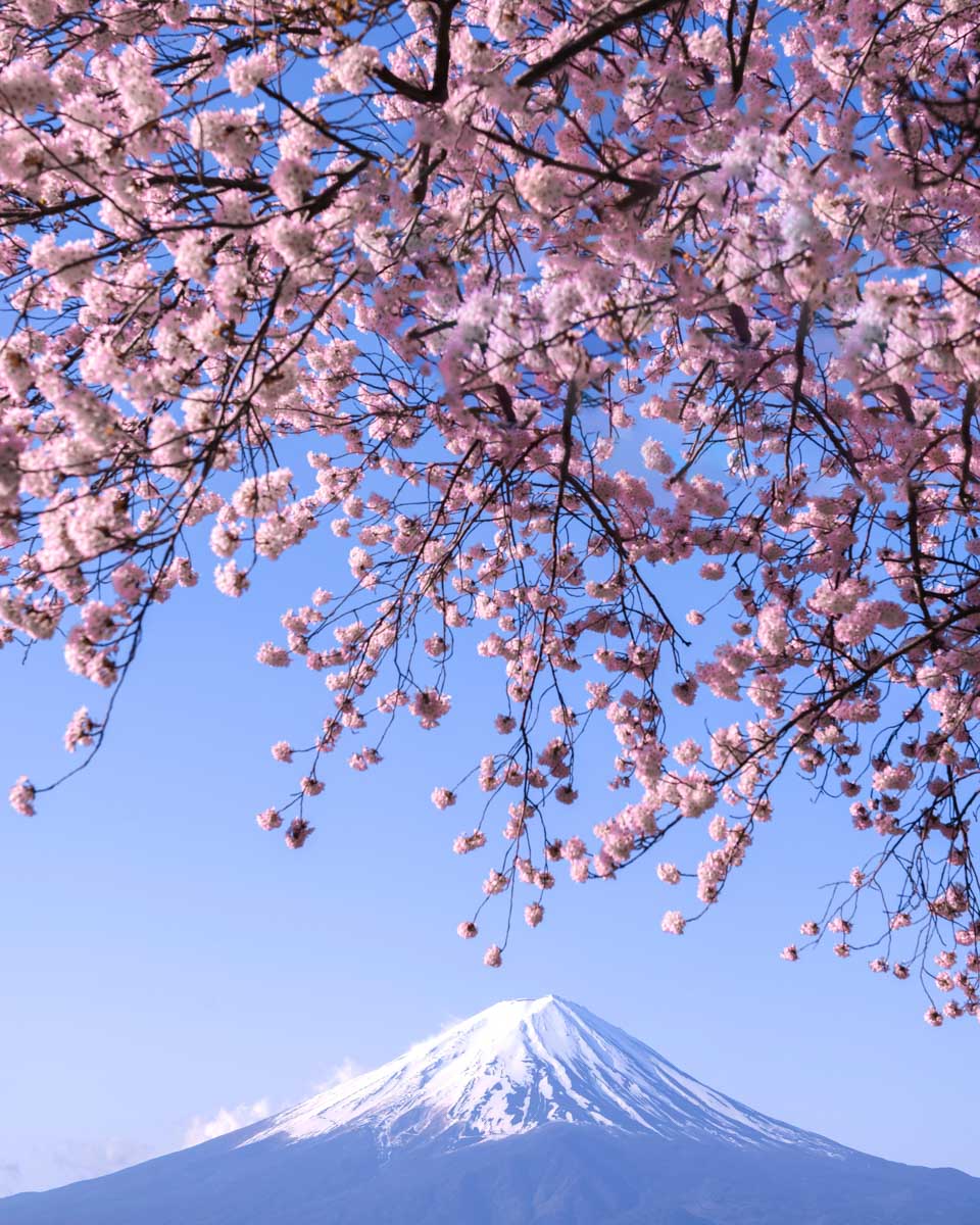 Fuji Mountain and Sakura Branches in Spring at Kawaguchiko