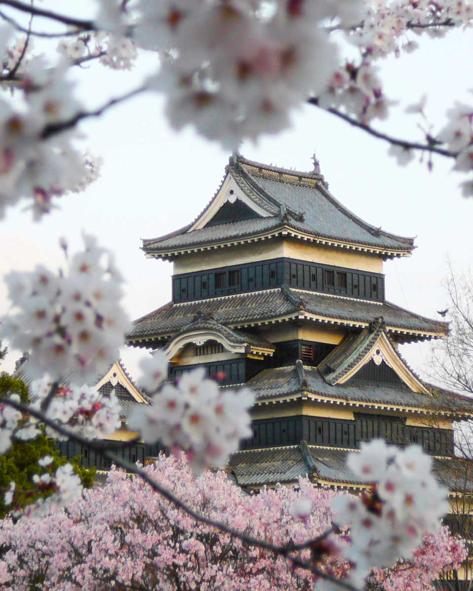 Matsumoto Castle during cherry blossom season