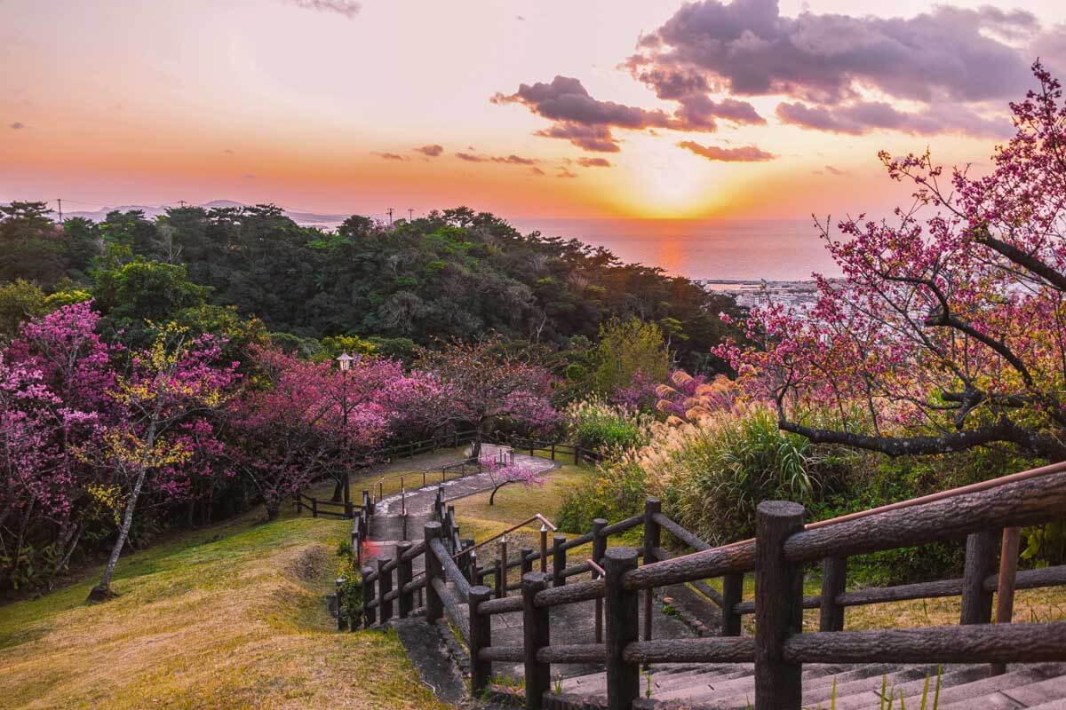 Okinawa Japan during cherry blossom season