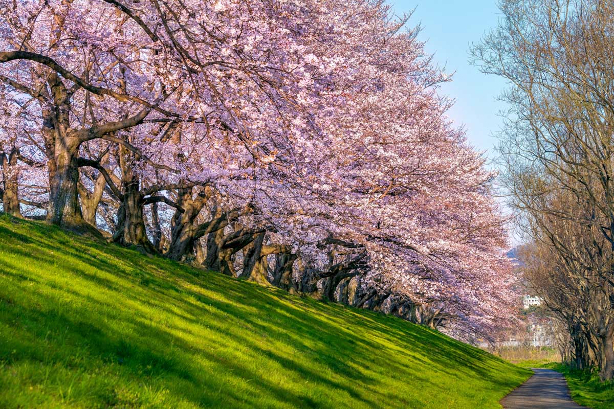 Row-of-Cherry-blossoms-trees-in-spring-Kyoto-in-Japan