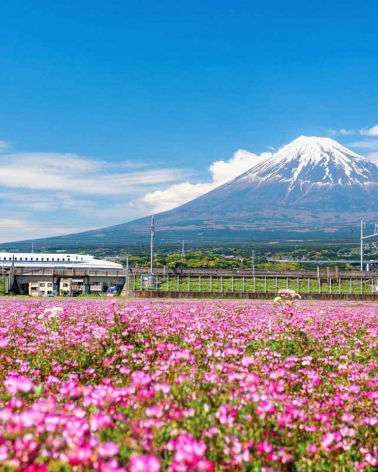 Japan Cherry Blossom Guide: Best Time to Visit & Top Viewing Spots ...