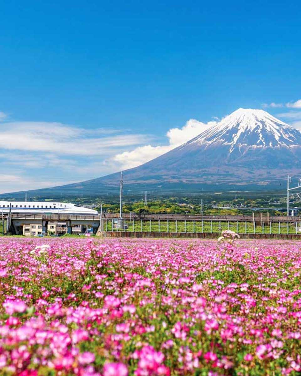 Shinkansen-JR-Bullet-train-pass-through-Mt.-Fuji
