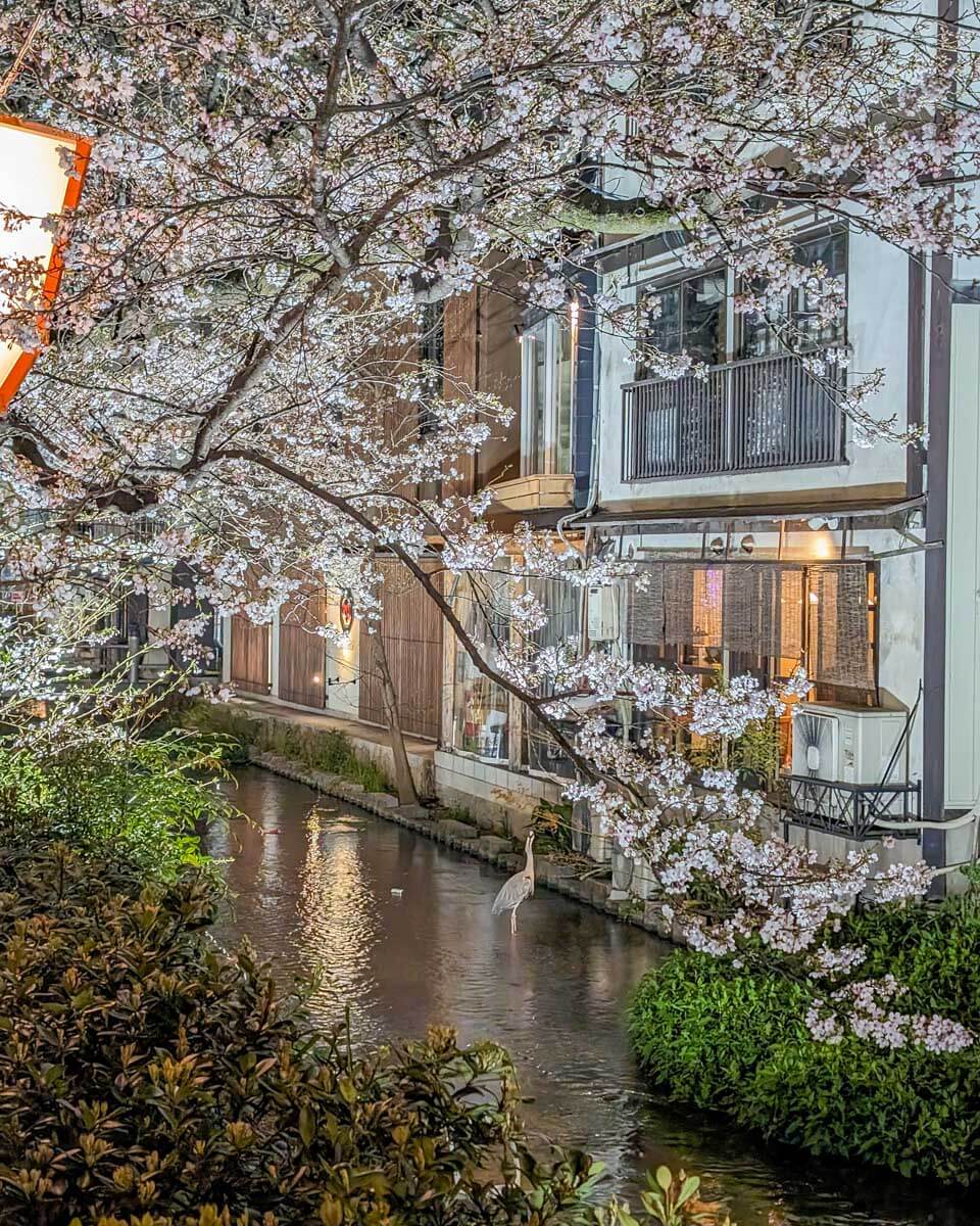 Takase River in Kyoto, Japan, at night Gion district (5)