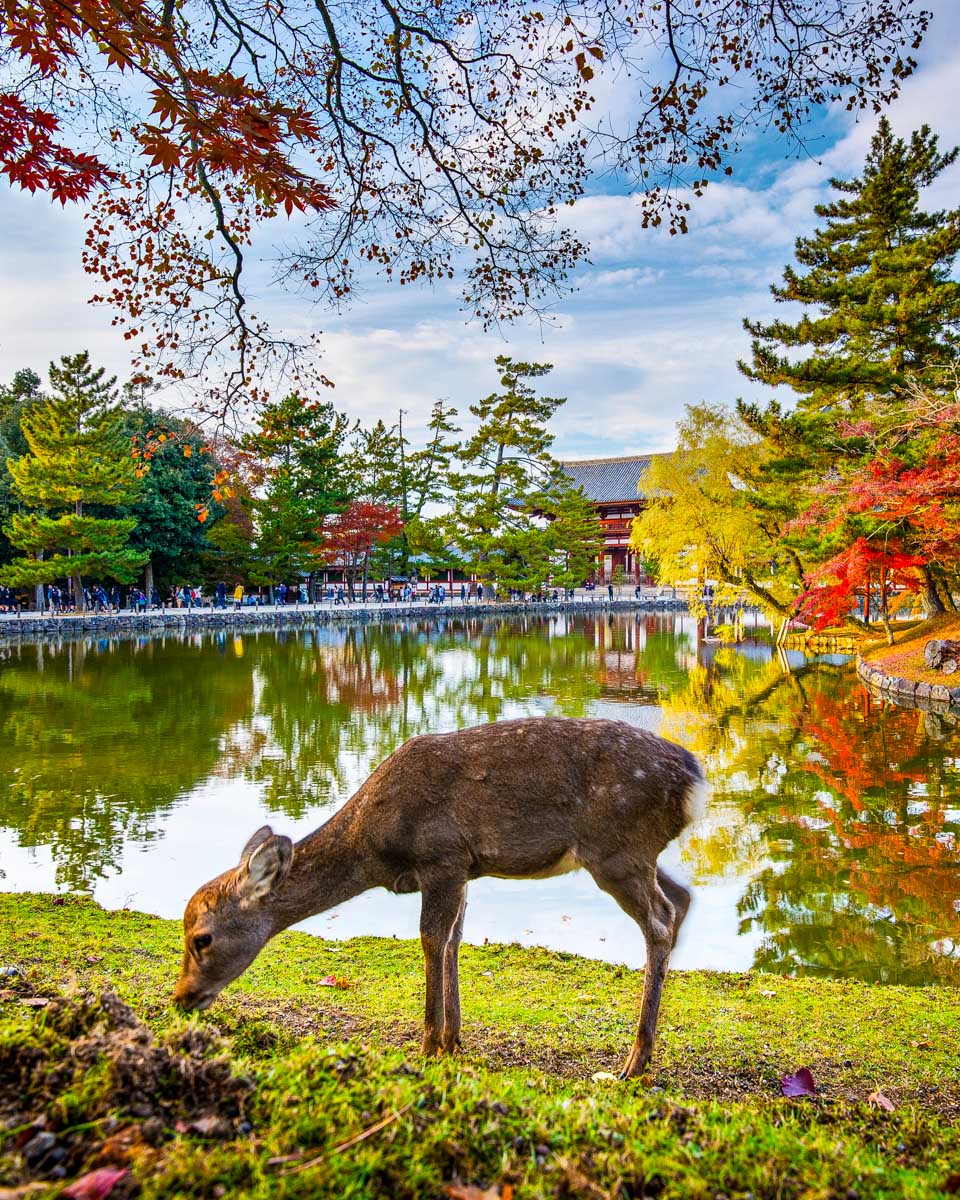 A baby deer seen in Nara Park in Nara Japan