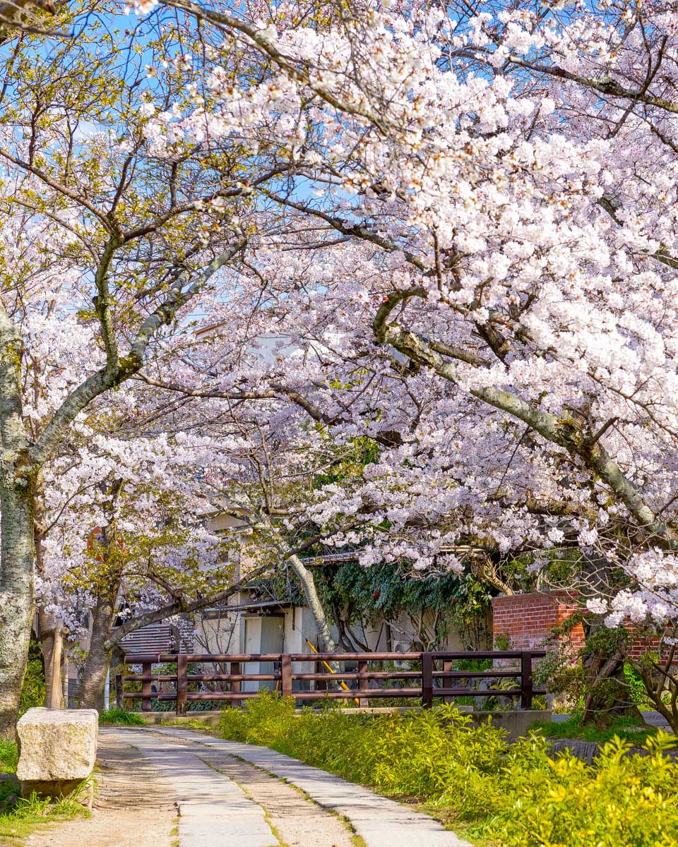 Philosophers Path in Kyoto Japan spring day