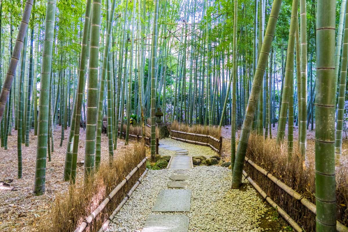 Bamboo Garden at Hokoku-ji Temple in Kamakura, Japan on a tour from Yokohama