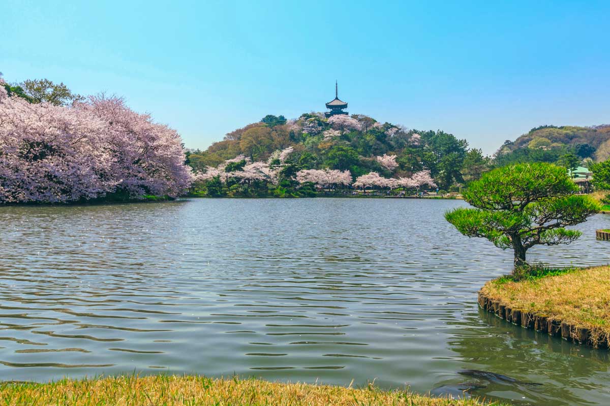 The Sankeien Garden on a sunny day in Yokohama Japan (2)