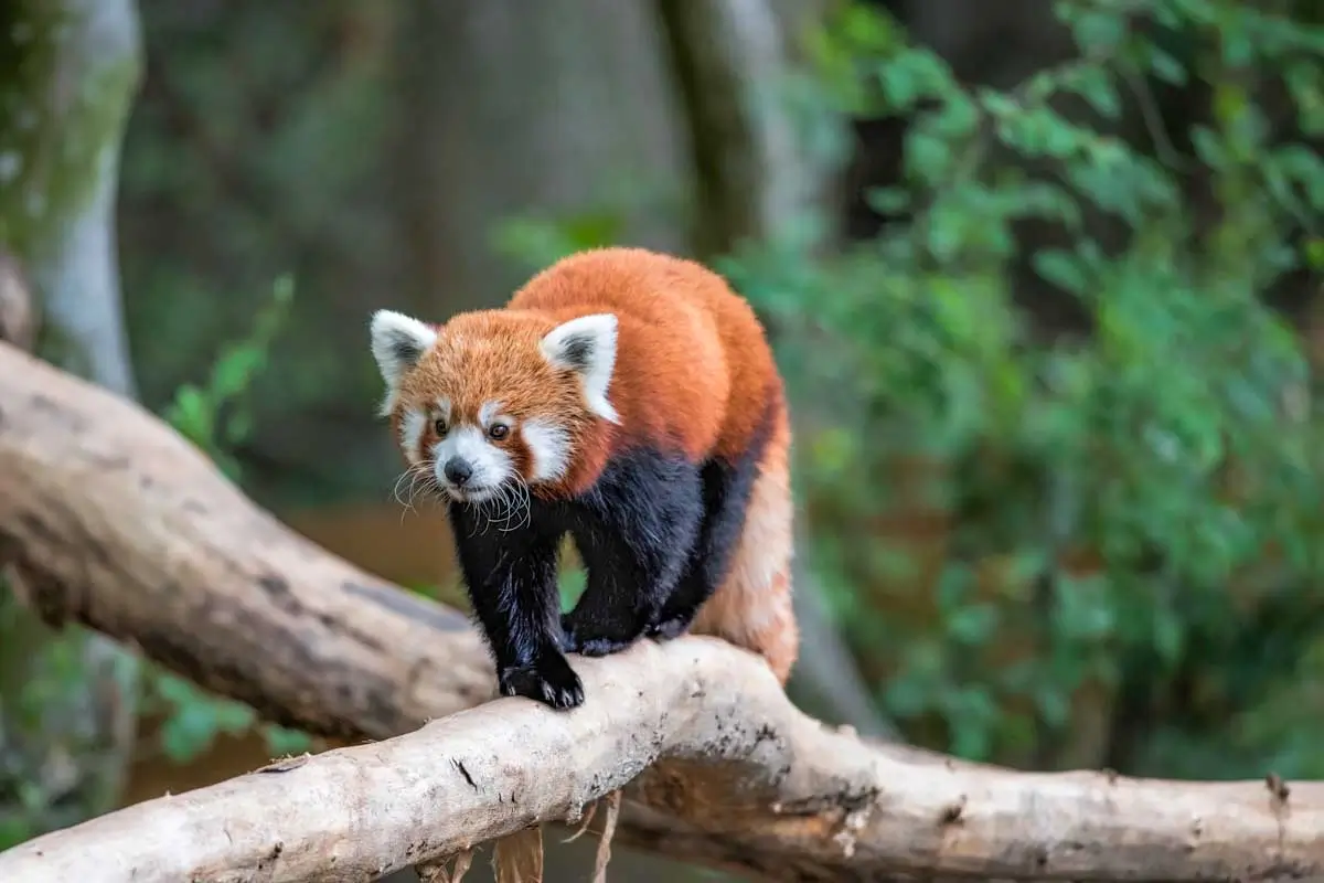 A Red Panda seen at the zoo in Yokohama, Japan